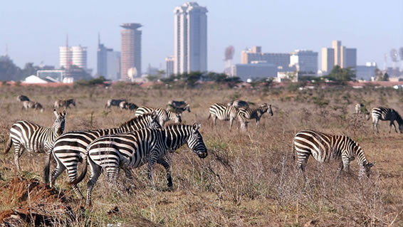Full day tour of Nairobi National Park and Nairobi City